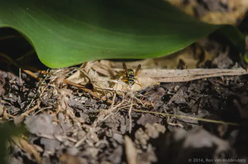 /uploads/2014/07/DSC1111.jpg.webp