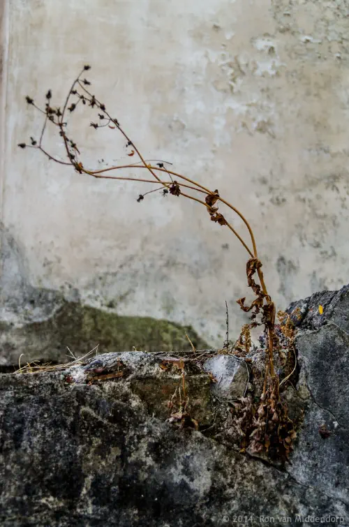 Survival of the fittest