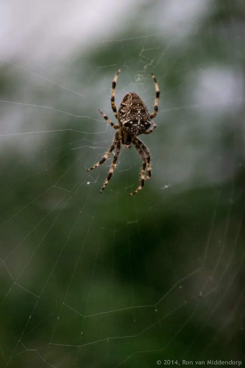 photo: spider in web