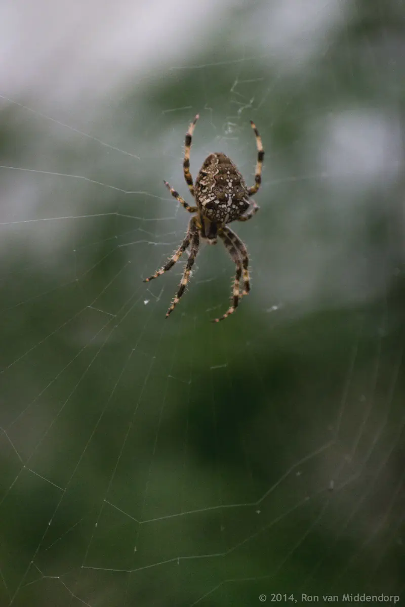 photo: spider in web