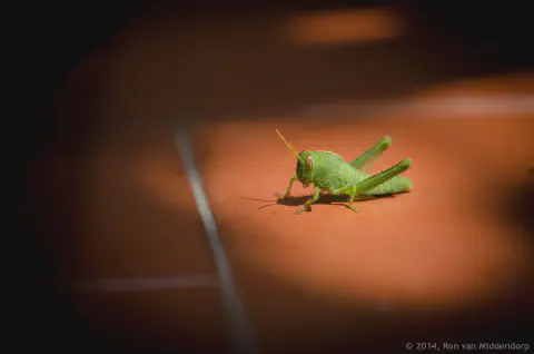 /uploads/2014/08/hop/BlameDutchieDoTheHop-01.jpg.webp