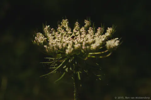 /uploads/2015/05/morningwalk/morningwalksjde-09.jpg.webp