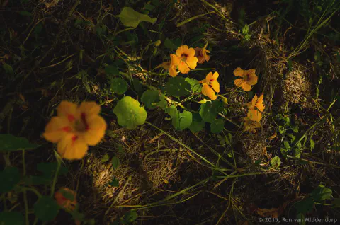 /uploads/2015/05/morningwalk/morningwalksjde-10.jpg.webp