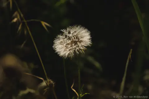 /uploads/2015/05/morningwalk/morningwalksjde-11.jpg.webp