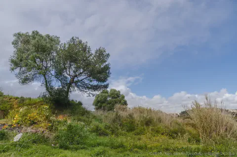 /uploads/2016/04/treelandscape/BlameDutchie-photography-Tree-Landscape-00001.jpg.webp
