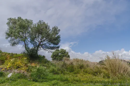 /uploads/2016/04/treelandscape/BlameDutchie-photography-Tree-Landscape-00001.jpg.webp