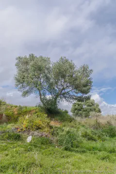 /uploads/2016/04/treelandscape/BlameDutchie-photography-Tree-Landscape-00002.jpg.webp