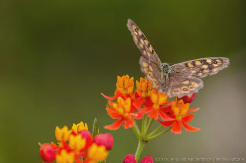 /uploads/2016/07/butterflyeffect1/20160701-Borboletario-Quinta-da-Rana-BlameDutchie-01.jpg.webp