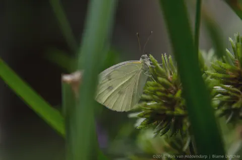 /uploads/2016/07/butterflyeffect1/20160701-Borboletario-Quinta-da-Rana-BlameDutchie-02.jpg.webp