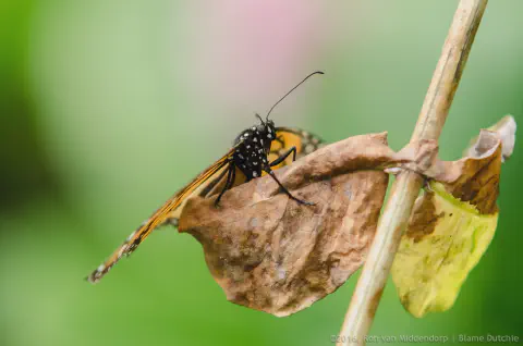 /uploads/2016/07/butterflyeffect1/20160701-Borboletario-Quinta-da-Rana-BlameDutchie-04.jpg.webp