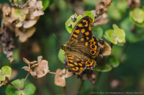 /uploads/2016/07/butterflyeffect1/20160701-Borboletario-Quinta-da-Rana-BlameDutchie-05.jpg.webp