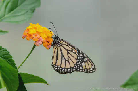 /uploads/2016/07/butterflyeffect1/20160701-Borboletario-Quinta-da-Rana-BlameDutchie-06.jpg.webp
