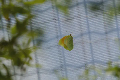 /uploads/2016/07/butterflyeffect2/20160701-Borboletario-Quinta-da-Rana-BlameDutchie-09.jpg.webp