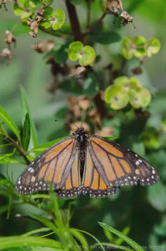 /uploads/2016/07/butterflyeffect2/20160701-Borboletario-Quinta-da-Rana-BlameDutchie-10.jpg.webp