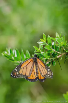 /uploads/2016/07/butterflyeffect2/20160701-Borboletario-Quinta-da-Rana-BlameDutchie-11.jpg.webp