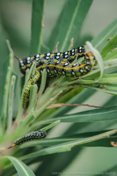 /uploads/2016/07/butterflyeffect2/20160701-Borboletario-Quinta-da-Rana-BlameDutchie-12.jpg.webp