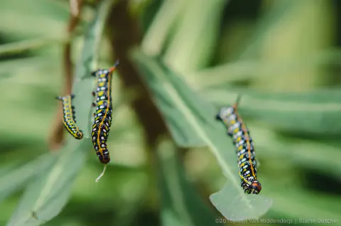 /uploads/2016/07/butterflyeffect2/20160701-Borboletario-Quinta-da-Rana-BlameDutchie-13.jpg.webp