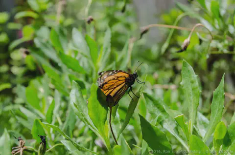 /uploads/2016/07/butterflyeffect2/20160701-Borboletario-Quinta-da-Rana-BlameDutchie-14.jpg.webp