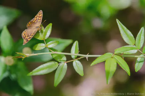 /uploads/2016/07/butterflyeffect2/20160701-Borboletario-Quinta-da-Rana-BlameDutchie-15.jpg.webp