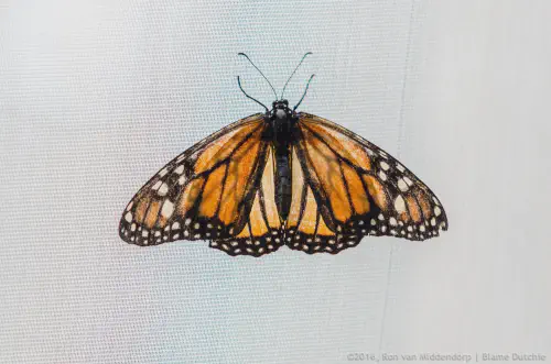 /uploads/2016/07/butterflyeffect2/20160701-Borboletario-Quinta-da-Rana-BlameDutchie-16.jpg.webp