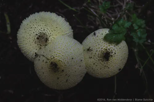 /uploads/2016/07/summermushrooms/BlameDutchieSummermushrooms-01.jpg.webp
