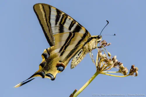 In search of the elusive self