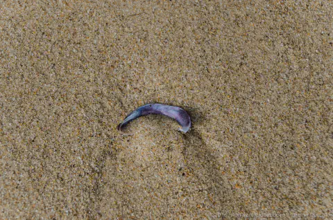 /uploads/2016/10/coastline/20161013-BlameDutchie-Coastline-11.jpg.webp