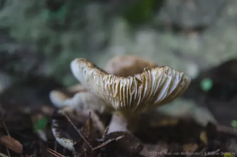 /uploads/2016/11/mushroomabundance/20161113-BlameDutchie-Mushrooms-01.jpg.webp