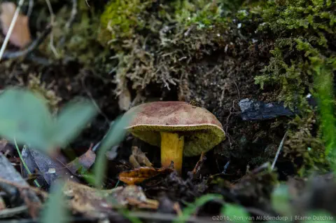 /uploads/2016/11/mushroomabundance/20161113-BlameDutchie-Mushrooms-02.jpg.webp