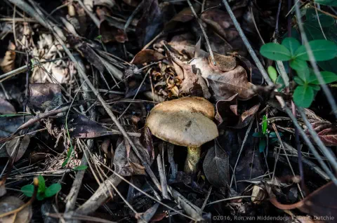 /uploads/2016/11/mushroomabundance/20161113-BlameDutchie-Mushrooms-03.jpg.webp