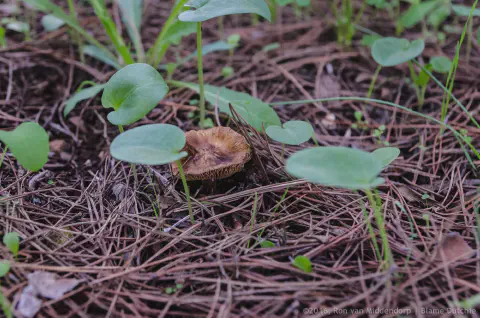 /uploads/2016/11/mushroomabundance/20161113-BlameDutchie-Mushrooms-06.jpg.webp