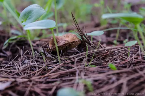 /uploads/2016/11/mushroomabundance/20161113-BlameDutchie-Mushrooms-07.jpg.webp
