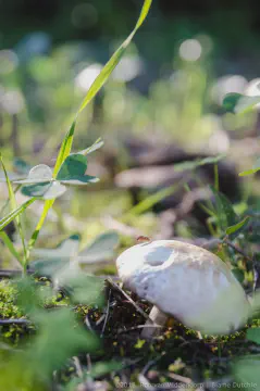 /uploads/2016/11/mushroomabundance/20161113-BlameDutchie-Mushrooms-08.jpg.webp