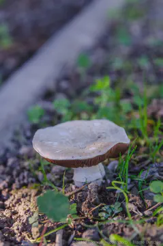 /uploads/2016/11/mushroomabundance/20161113-BlameDutchie-Mushrooms-09.jpg.webp