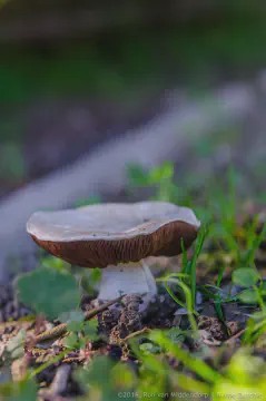 /uploads/2016/11/mushroomabundance/20161113-BlameDutchie-Mushrooms-10.jpg.webp