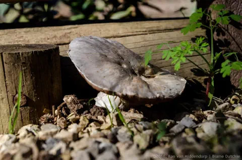 /uploads/2016/11/mushroomabundance/20161113-BlameDutchie-Mushrooms-12.jpg.webp