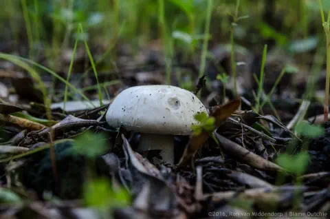 /uploads/2016/11/mushroomabundance/20161113-BlameDutchie-Mushrooms-13.jpg.webp