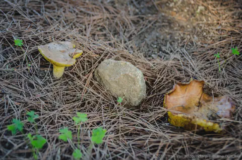 /uploads/2016/11/mushroomabundance/20161113-BlameDutchie-Mushrooms-14.jpg.webp