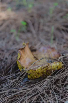 /uploads/2016/11/mushroomabundance/20161113-BlameDutchie-Mushrooms-18.jpg.webp