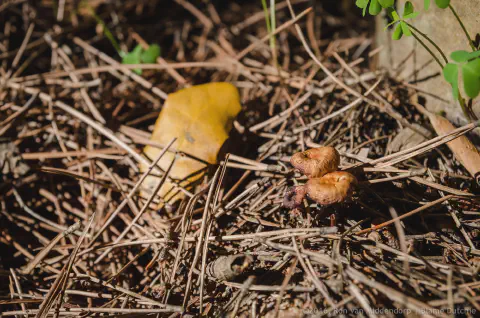 /uploads/2016/11/mushroomabundance/20161113-BlameDutchie-Mushrooms-19.jpg.webp