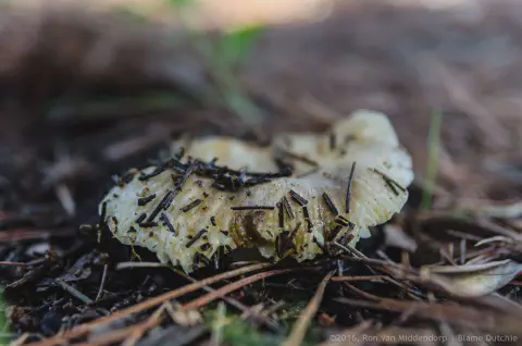 /uploads/2016/11/mushroomabundance/20161113-BlameDutchie-Mushrooms-20.jpg.webp