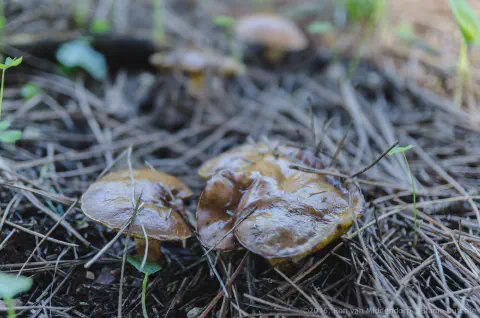 /uploads/2016/11/mushroomabundance/20161113-BlameDutchie-Mushrooms-21.jpg.webp