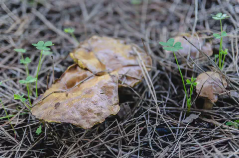 /uploads/2016/11/mushroomabundance/20161113-BlameDutchie-Mushrooms-22.jpg.webp