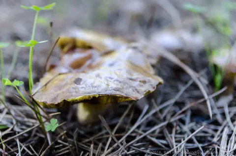 /uploads/2016/11/mushroomabundance/20161113-BlameDutchie-Mushrooms-23.jpg.webp