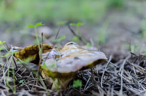 /uploads/2016/11/mushroomabundance/20161113-BlameDutchie-Mushrooms-24.jpg.webp