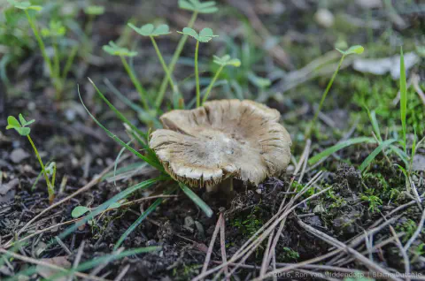 /uploads/2016/11/mushroomabundance/20161113-BlameDutchie-Mushrooms-25.jpg.webp