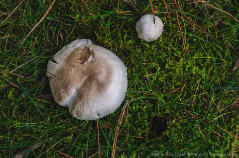 /uploads/2016/12/inbetweenshowers/20161201-BlameDutchie-In-Between-Showers-07.jpg.webp