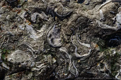 Short Afternoon Walk