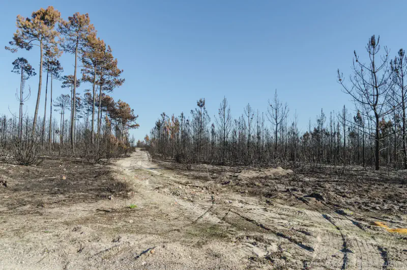 photo: wildfire aftermath