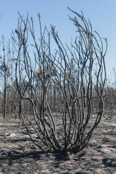 /uploads/2017/11/afterthefires2/20171123-After-the-Fires-11.jpg.webp